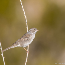 Brewer's Sparrow-07