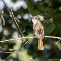 Brown-crested Flycatcher-22