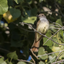 Brown-crested Flycatcher-27