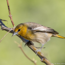 Bullock's Oriole-Female-01