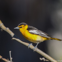 Bullock's Oriole-Male-08