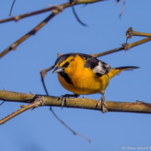 Bullock's Oriole-Male-13