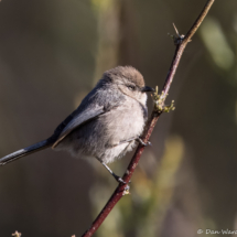 Bushtit-02