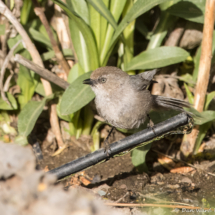 Bushtit-03