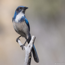 California Scrub Jay-01