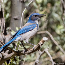 California Scrub Jay-08