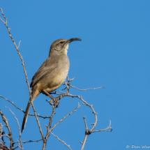 California Thrasher-01