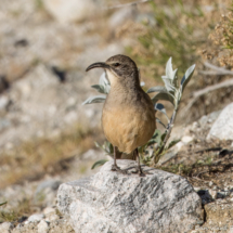 California Thrasher-07