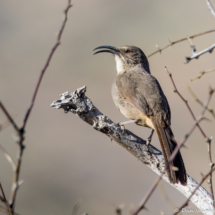 California Thrasher-09