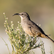 California Thrasher-11