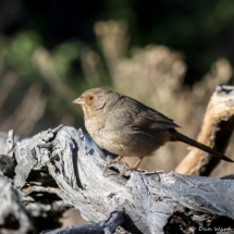 California Towhee-01