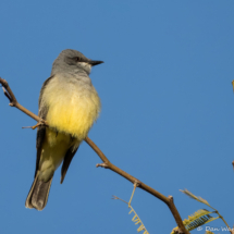 Cassin's Kingbird-02