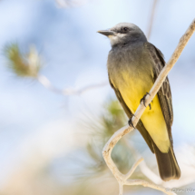 Cassin's Kingbird-12