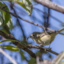 Cassin's Vireo-01