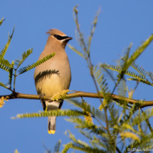 Cedar Waxwing-02