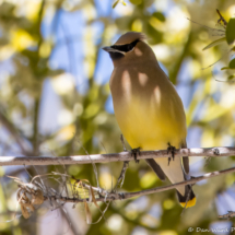 Cedar Waxwing-02