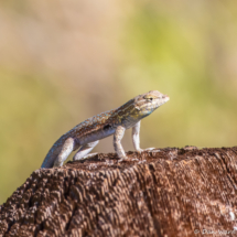 Common Side-blotched Lizard-03