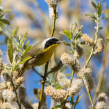 Common Yellowthroat-Male-06