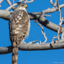 Cooper's Hawk-04