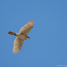 Cooper's Hawk-08