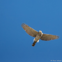 Cooper's Hawk-10