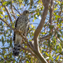 Cooper's Hawk-14