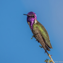 Costas Hummingbird-Male-04