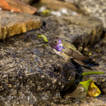 Costas Hummingbird-Male-13