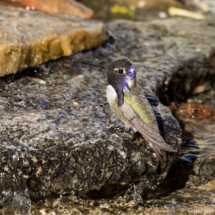 Costas Hummingbird-Male-16