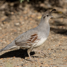 Gambel's Quail-Female-05