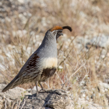 Gambel's Quail-Male-01