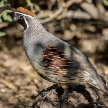 Gambel's Quail-Male-04