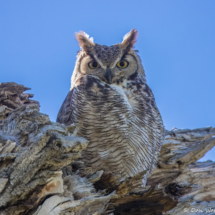 Great Horned Owl-03