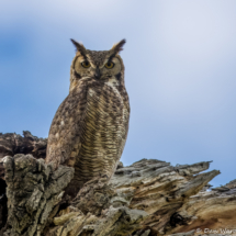 Great Horned Owl-08