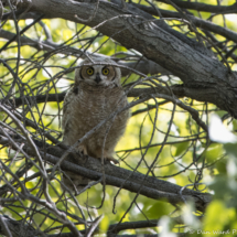 Great Horned Owl-33