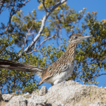 Greater Roadrunner-02