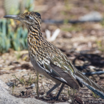 Greater Roadrunner-02