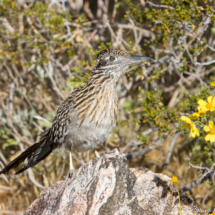 Greater Roadrunner-04