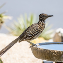 Greater Roadrunner-20