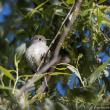 Hammond's Flycatcher-05