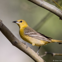 Hooded Oriole-Female-05