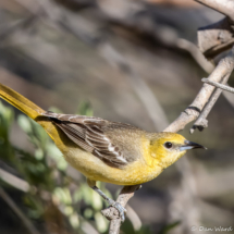 Hooded Oriole-Female-10