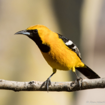 Hooded Oriole-Male-03