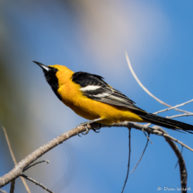 Hooded Oriole-Male-03