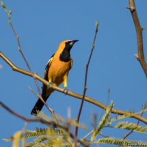 Hooded Oriole-Male-07