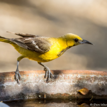 Hooded Oriole-Male-10