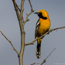 Hooded Oriole-Male-15