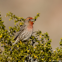 House Finch-Male-02