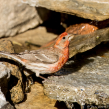 House Finch-Male-03