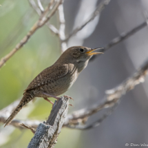 House Wren-06